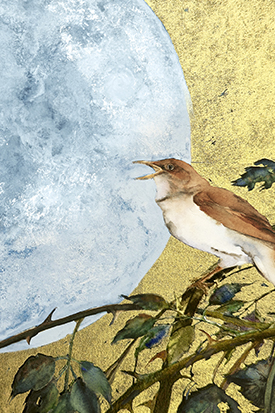 Jackie Morris - The Book of Birds