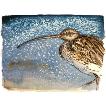 Jackie Morris print Lost Spells Curlew p1