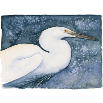 Jackie Morris print Lost Spells Little Egret p1