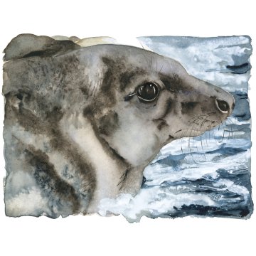 Jackie Morris print Lost Spells Grey Seal p1