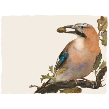 Jackie Morris print Lost Spells Jay p1