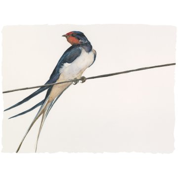 Jackie Morris print Lost Spells Swallow p1