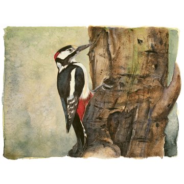 Jackie Morris print Lost Spells Woodpecker p1