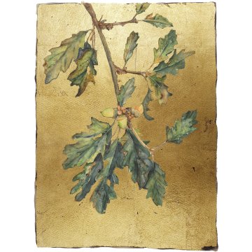  Jackie Morris print Lost Words Acorn premium p1