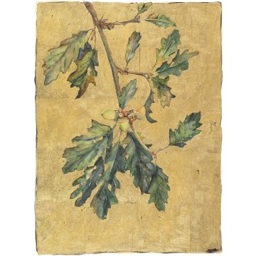 Jackie Morris print Lost Words Acorn p1