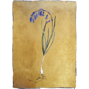 Jackie Morris print Lost Words Bluebell premium p1