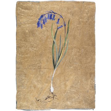 Jackie Morris print Lost Words Bluebell p1