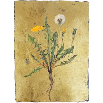 Jackie Morris print Lost Words Dandelion premium p1