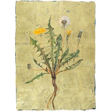 Jackie Morris print Lost Words Dandelion p1