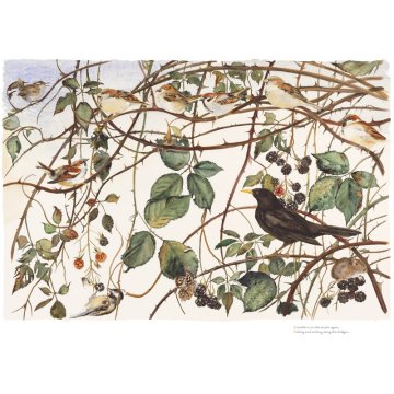 Jackie Morris print Lost Words Bramble p1