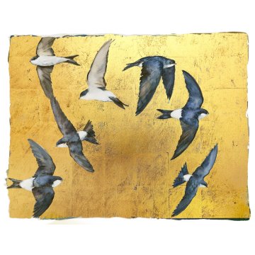 Jackie Morris - The Book of Birds - House Martin print