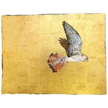 Jackie Morris - The Book of Birds - Kestrel print