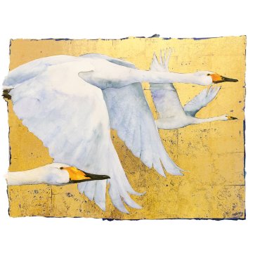 Jackie Morris - The Book of Birds - Whooper Swan print