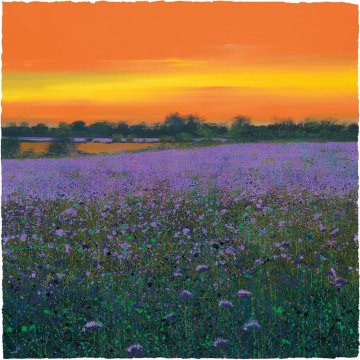 Paul-Evans-Fields-of-Phacelia-print