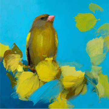 Greenfinch in yellow and blue